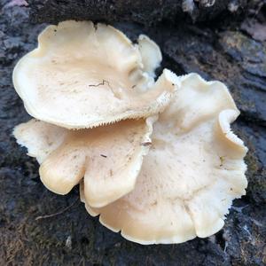 Oyster Mushroom