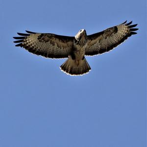 Common Buzzard