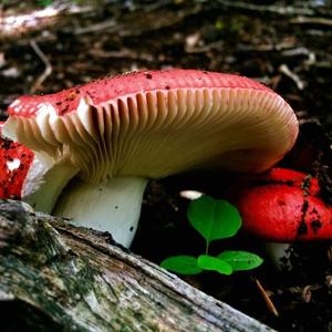 Tall Russula