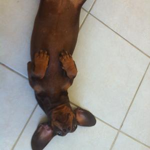 Unknown Breed
