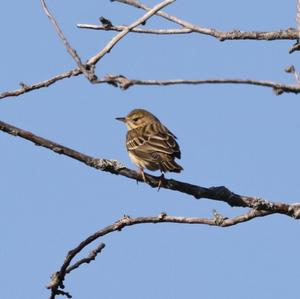 Tree Pipit