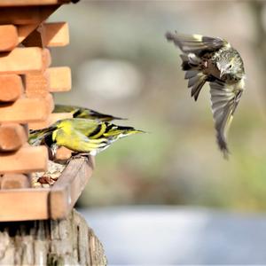 Eurasian Siskin