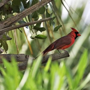 Northern Cardinal