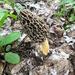 Black Morel