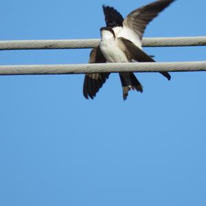 Northern House-martin