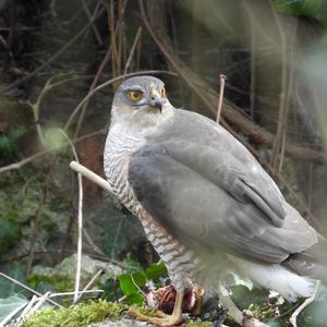 Eurasian Sparrowhawk