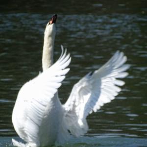 Mute Swan