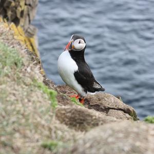 Atlantic Puffin