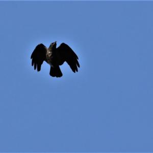 Carrion Crow