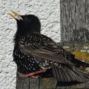 Common Starling