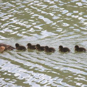 Tufted Duck