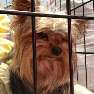 Yorkshire Terrier