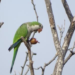 Monk Parakeet