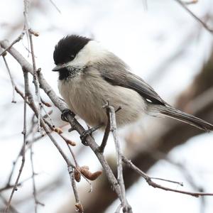 Willow Tit