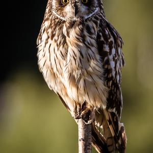 Short-eared Owl