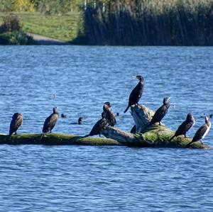 Great Cormorant