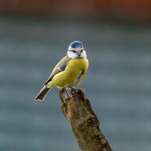 Blue Tit