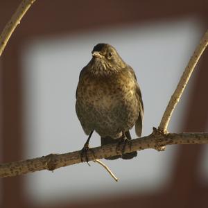 Eurasian Blackbird