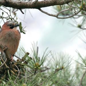 Eurasian Jay