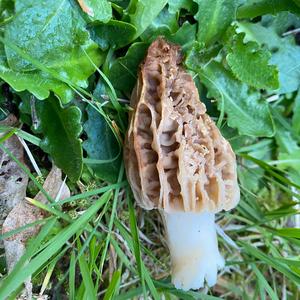 Yellow Morel