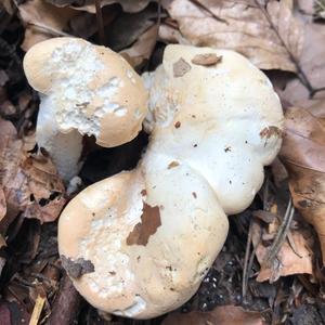 Hedgehog Fungus, Common