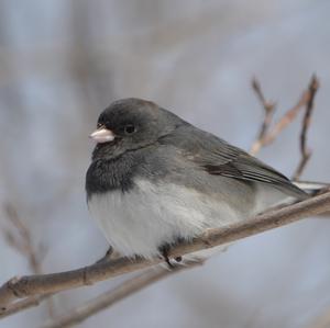 Dark-eyed Junco