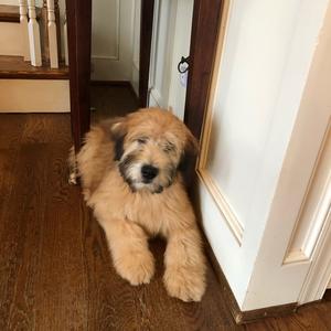 Irish Soft-Coated Wheaten Terrier