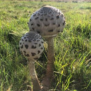 Parasol Mushroom