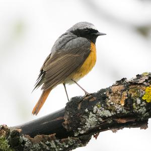 Common Redstart