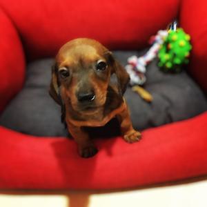 Dachshund