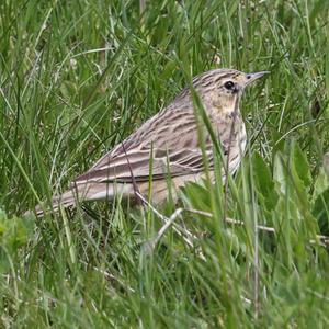 Tree Pipit