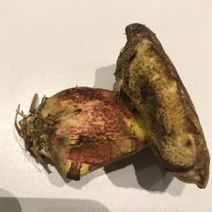 Unbekannte Art
