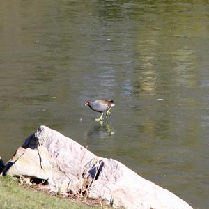 Common Moorhen