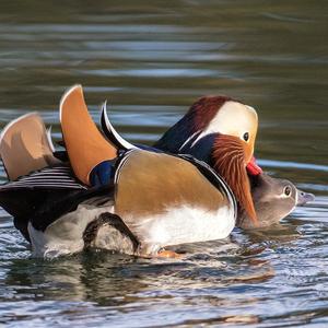 Mandarin Duck