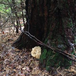 Eastern Cauliflower Mushroom