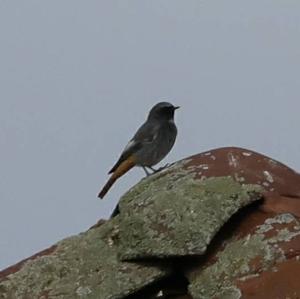 Black Redstart