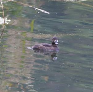 Tufted Duck