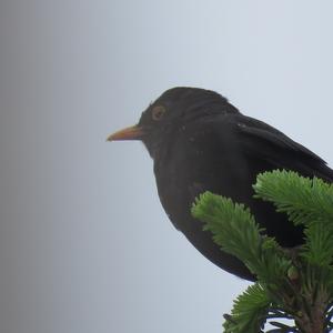 Eurasian Blackbird