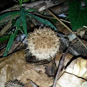 Spiny Puffball