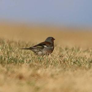 Eurasian Chaffinch