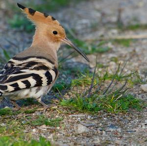 Eurasian Hoopoe