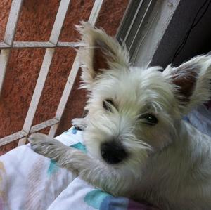 West Highland White Terrier