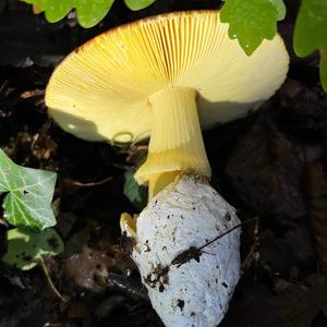 Caesar´s Mushroom