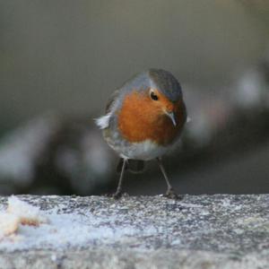 European Robin