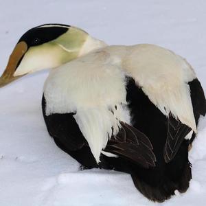 Common Eider