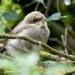 Red-backed Shrike