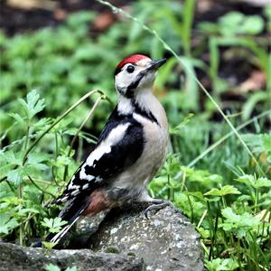 Great Spotted Woodpecker