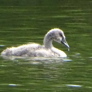 Mute Swan