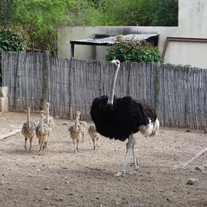 Ostrich