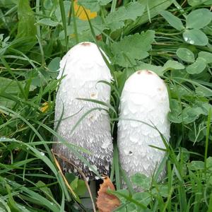 Shaggy Mane